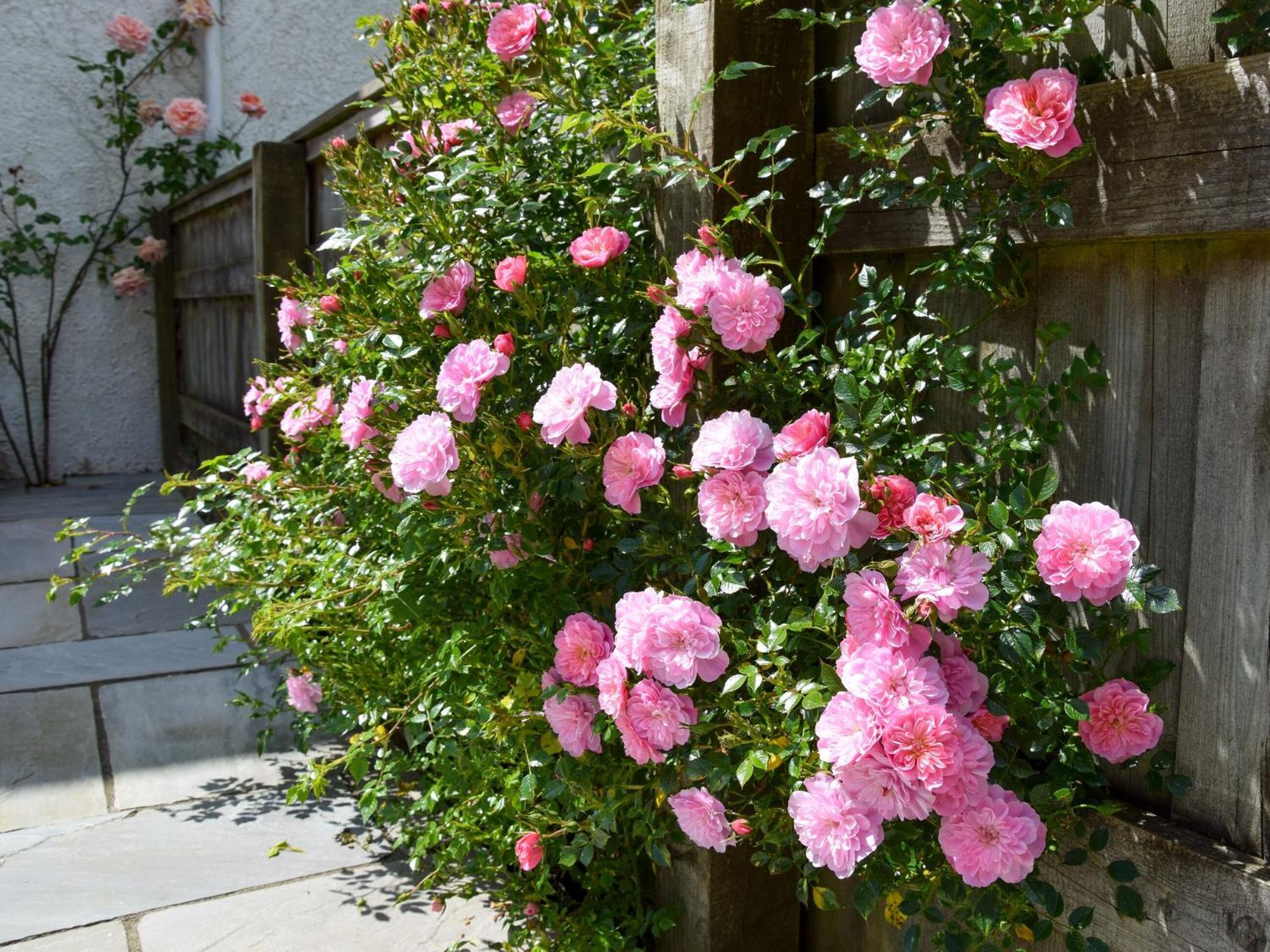 ブリッドポート Sweet Briar - 8234ヴィラ エクステリア 写真